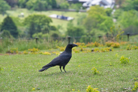 A big corvid perched on the ground.  Wakakusa mountain  Nara  Japanの写真素材