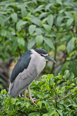 A black-crowned night heron resting on the branch.  Osaka Japanの写真素材