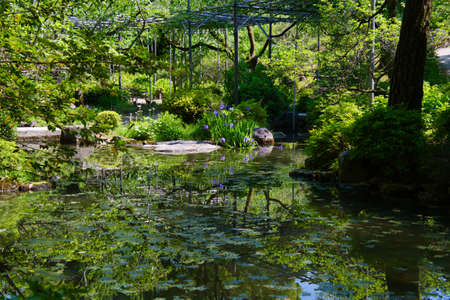 The garden pond of Shinen inside the Heian-Jingu shrine.  Kyoto Japanの写真素材