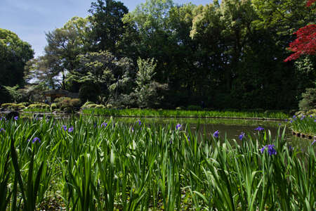 The garden pond with iris blooming.  Shinen inside the Heian-Jingu shrine.  Kyoto Japanの写真素材