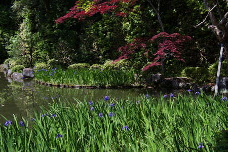 The garden pond with iris blooming.  Shinen inside the Heian-Jingu shrine.  Kyoto Japanの写真素材