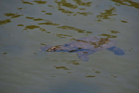 A soft-shelled turtle swimming in the pond. Kyoto Japanの写真素材
