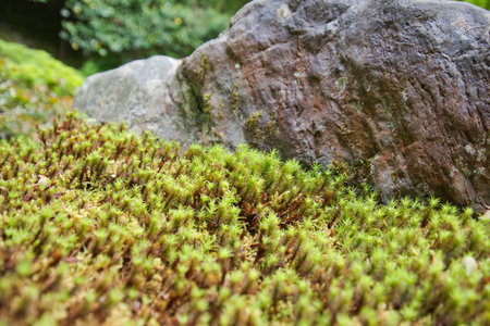 A closeup of the haircap mosses in the Japanese garden.   Kyoto Japanの写真素材
