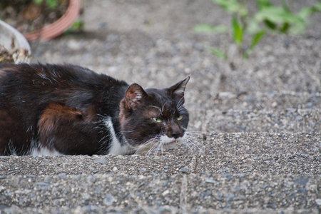 A cat resting on the ground.   Kyoto  Japanの写真素材