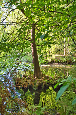 A small pond in the park with trees and ferns.の写真素材