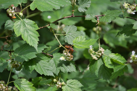 A Japanese yellow hornet resting on the branch.  Kyoto Japanの写真素材
