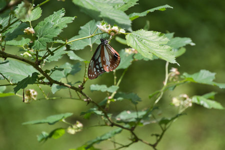 A chestnut tiger resting on the branch.  Kyoto Japanの写真素材