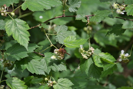 A Japanese yellow hornet resting on the branch.  Kyoto Japanの写真素材