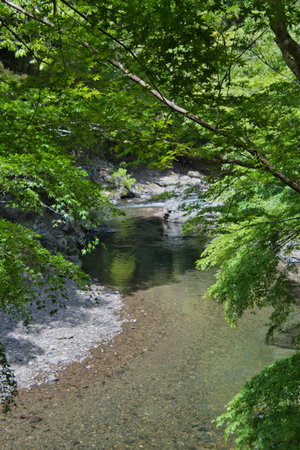 A beautiful stream of Kiyotaki-River.   Kyoto Japanの写真素材