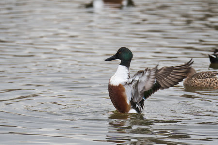 A male Northern Shoveler opening its wings in the lake.  Delta BC Canadaの写真素材