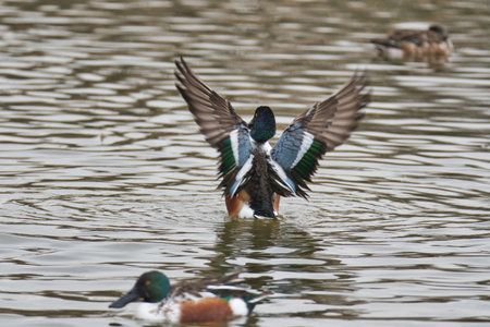 A male Northern Shoveler opening its wings in the lake.  Delta BC Canadaの写真素材