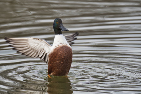A male Northern Shoveler opening its wings in the lake.  Delta BC Canadaの写真素材