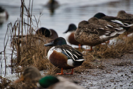 A male Northern Shoveler sitting on the ground.  Delta BC Canadaの写真素材