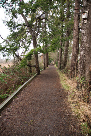 A trail in the George C. Reifel Migratory Bird Sanctuary.  Delta BC Canadaの写真素材