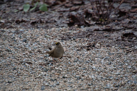 A closeup shot of a sparrow bird on a gravel groundの写真素材