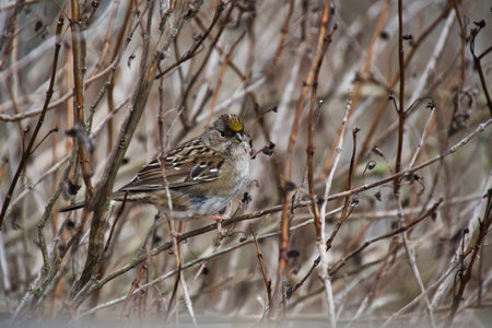 white-throated sparrow (Zonotrichia alba)の写真素材