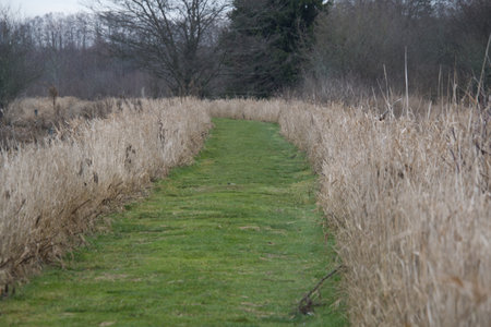 A trail in the George C. Reifel Migratory Bird Sanctuary.  Delta BC Canadaの写真素材