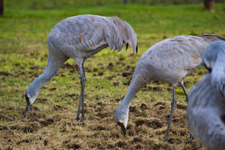 A pair of sandhill cranes searching for food on the ground.  Delta BC Canadaの写真素材