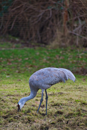 A sandhill crane searching for food on the ground.  Delta BC Canadaの写真素材