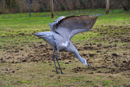 A sandhill crane searching for food on the ground.  Delta BC Canadaの写真素材