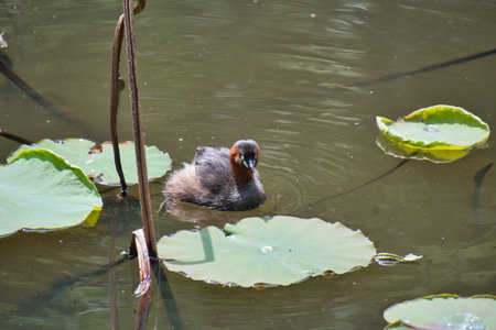 A little grebe swimming in the pond.   Kyoto Japanの写真素材
