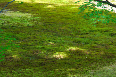 Green moss on the ground in the forest, closeup of photoの写真素材