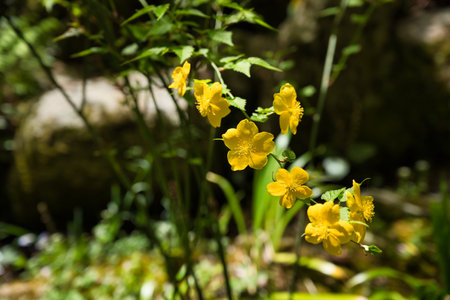 Singleâ€petaled Kerria japonica blossom in the garden.  Kyoto Japan
