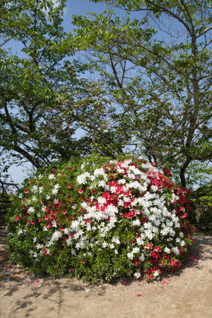 The well-arranged rea and white azalea.  Matsuyama Japanの写真素材