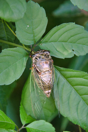 A closeup of a black cicada sitting on the branch.の写真素材