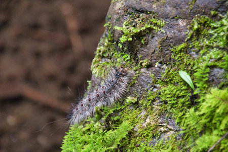 A closeup of a moth larva sitting on the rock. Kyoto Japanの写真素材