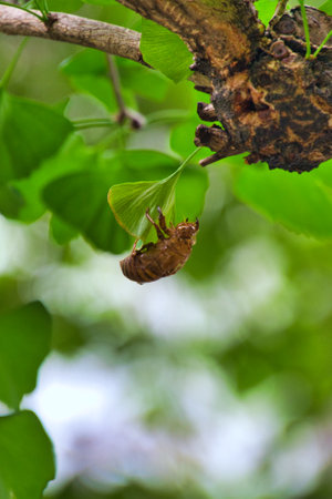 A photo of a cicada shell hanging on the leaf. Kyoto Japan