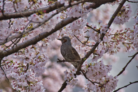 A brown-eared bulbul resting on the cherry tree branch, with the blossom. Japanの写真素材