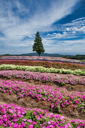 A colorful flower field on the hill. Hanazashiki Awaji Islandの写真素材