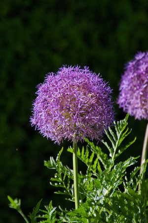 A picture of the Ornamental Flowering Onions (Alliums). VanDusen, Vancouver Canadaの写真素材