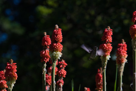 An Anna hummingbird drinking nectar from flowers. VanDusen Botanical Gardens Vancouverの写真素材