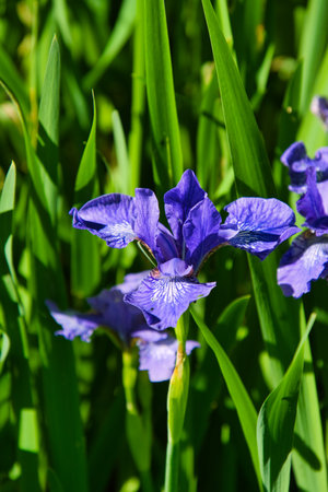 A view of the blue Iris. VanDusen Botanical Gardens, Vancouverの写真素材