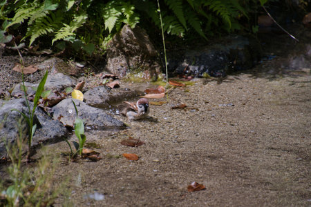 A Japanese sparrow sitting on the ground. Kyoto Japanの写真素材