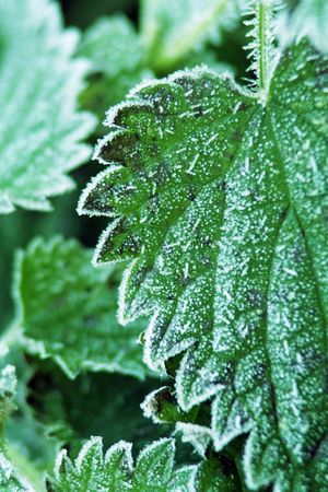 frozen ice crystals on green stinging nettles