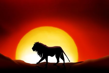 lonesome lion in a sunset of the sahara desertの写真素材