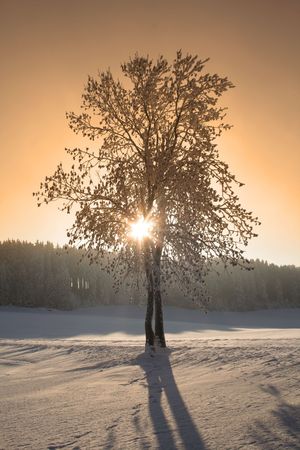 Winter in the Black Forest in Germanyの写真素材