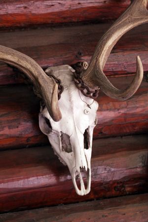 skull with horns on a hunting lodgeの写真素材