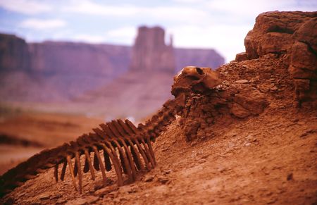 death of the animal in a hot desert of americaの写真素材