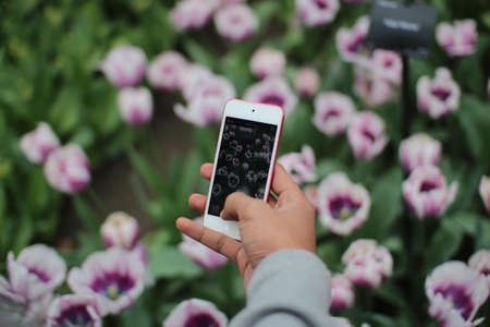 A person taking picture of flowers using his her phone
