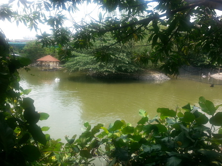 white swan and storks at a lakeの写真素材