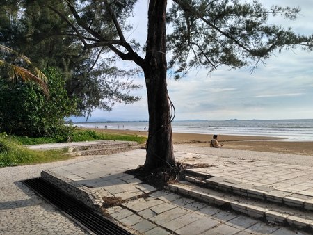 A tree at the beachの写真素材