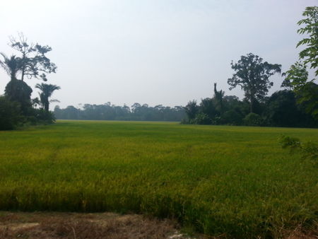 view at the paddy fieldの写真素材