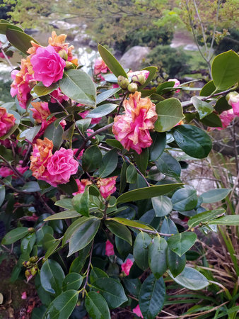 Pink Flower in Green Natural Scene for Creative Ideasの写真素材