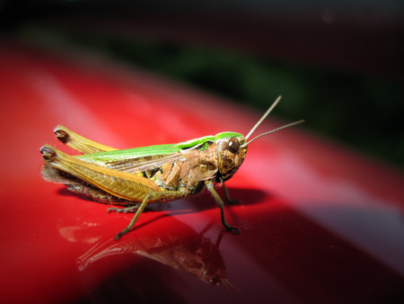 Grasshopper sitting on a red surfaceの写真素材
