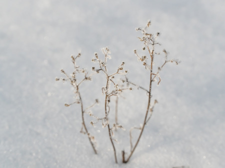Winter nature background. Winter landscape. Winter scene. Frozen  flower. Bannerの写真素材