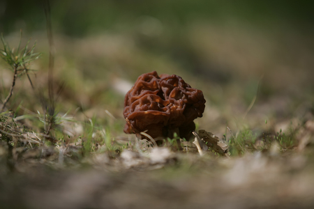 Mushroom stitch in the wild, among the forestの写真素材